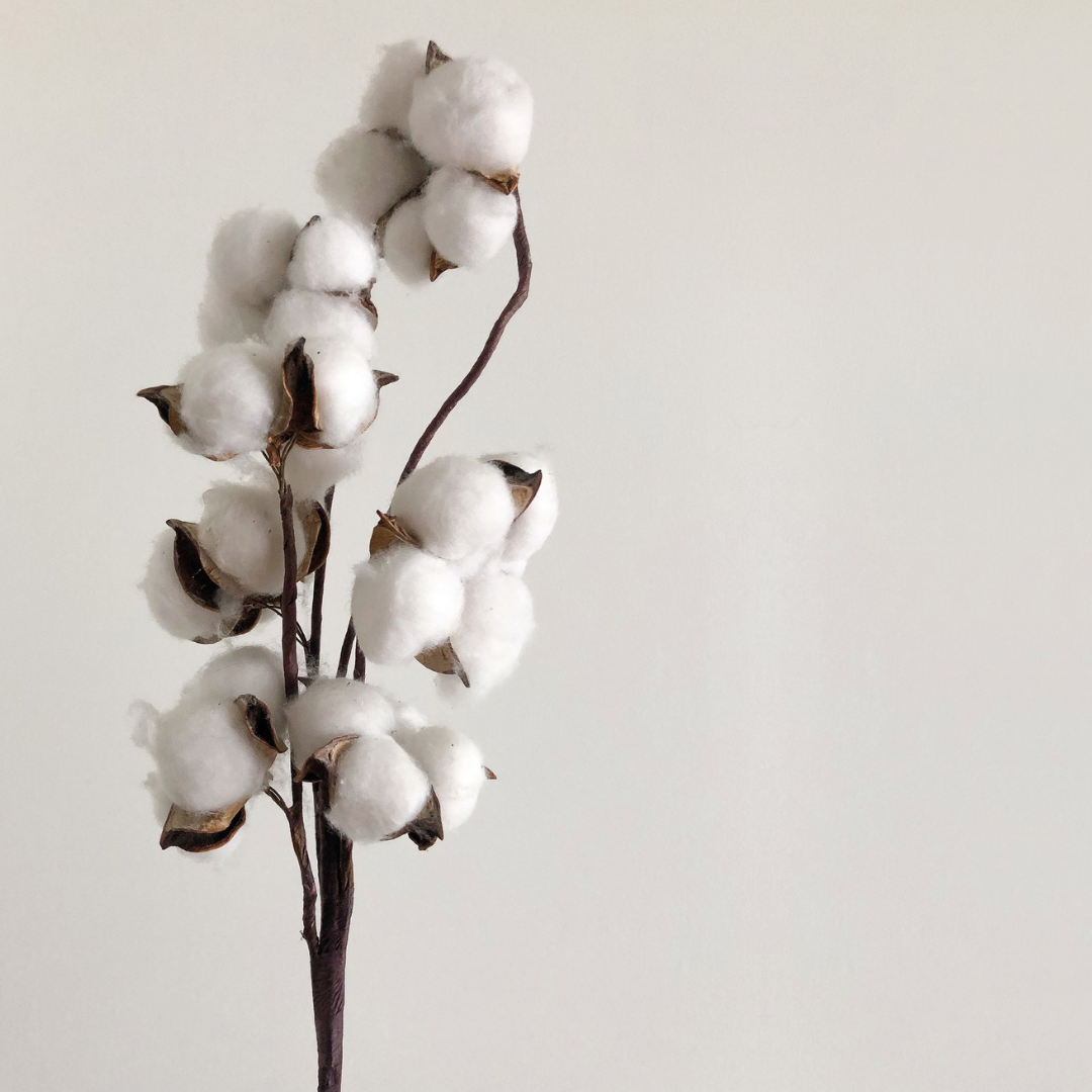Bomullsblomma